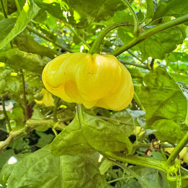 Scotch Bonnet Cream - Seeds - The Pepper Pantry (Formerly Marie Sharp's)